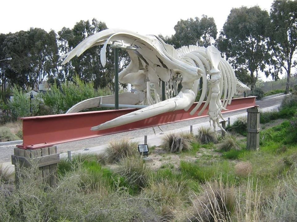 ecocentro puerto madryn whale fossil