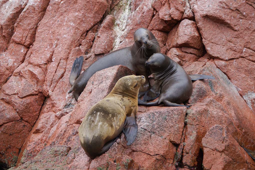 Three seals sit on a rock on our Ballestas Island tour from Lima