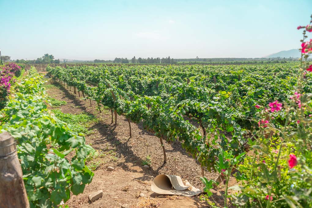 grape vines at Tacama Winery, Huacachina