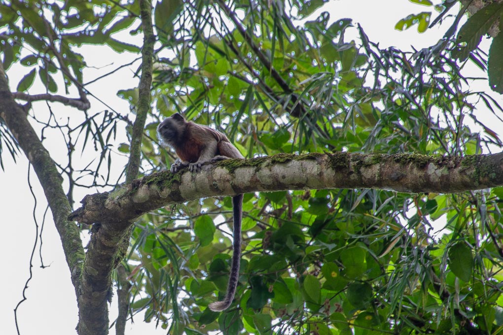 Monkey's on our way to La Casuela Waterfall