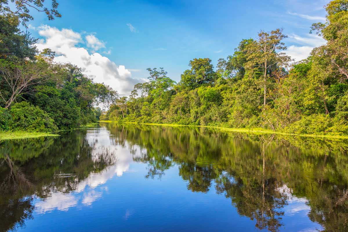 The rainforest in Iquitos, Peru on a cruise