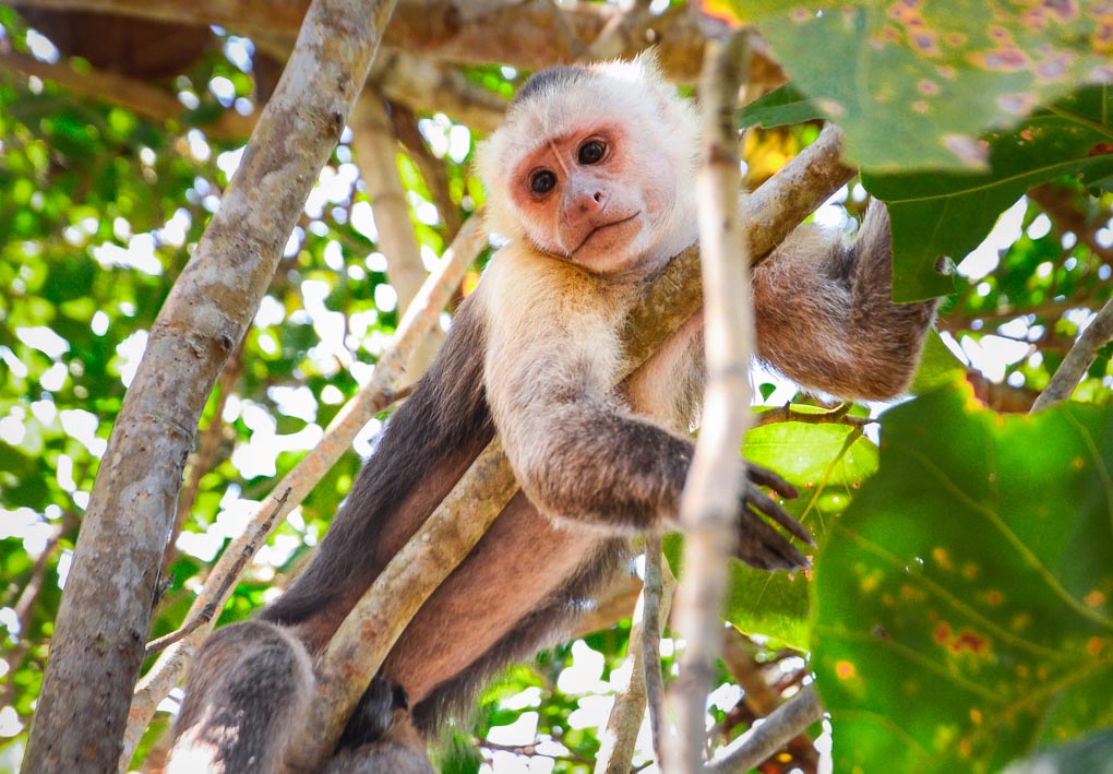 A monkey in Tayrona National Park