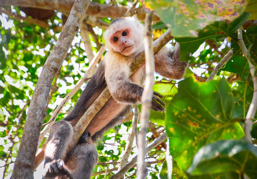 A monkey sits in a tree in Tayrona National Park