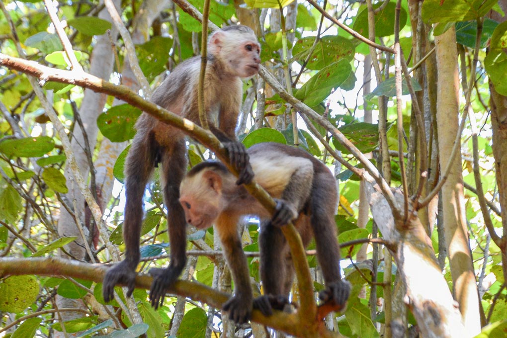 Two monkeys in Tayrona National Park