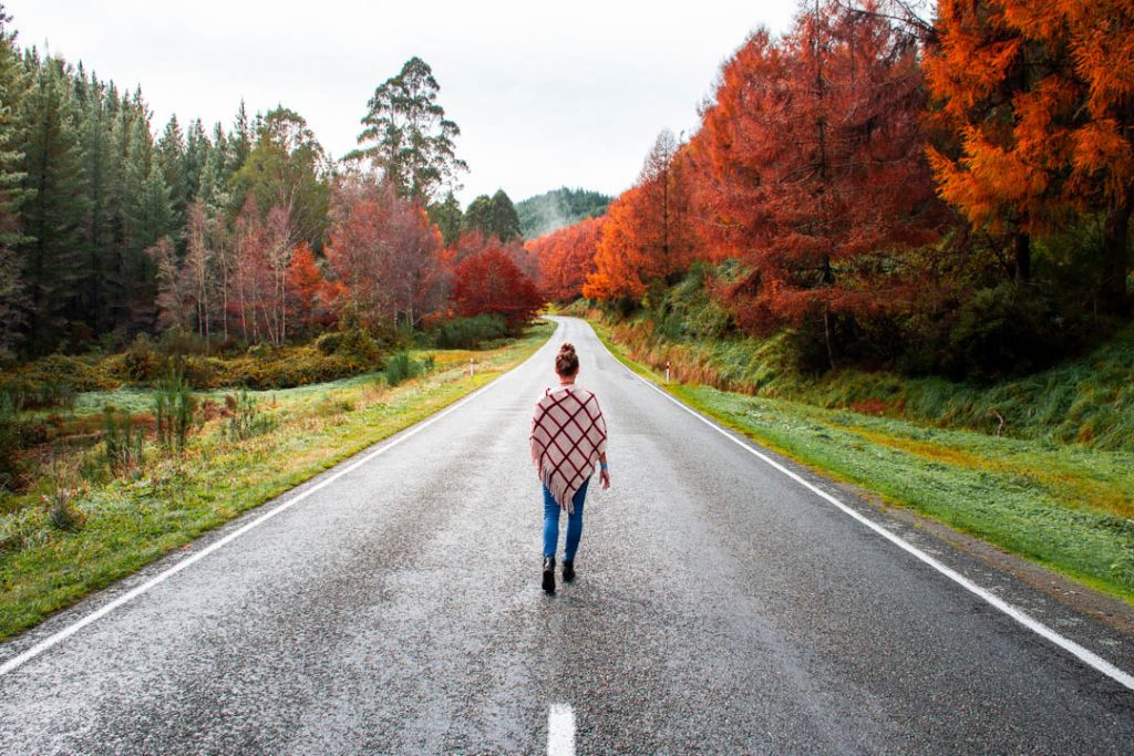 A road on the West Coast of New Zealand's South Island