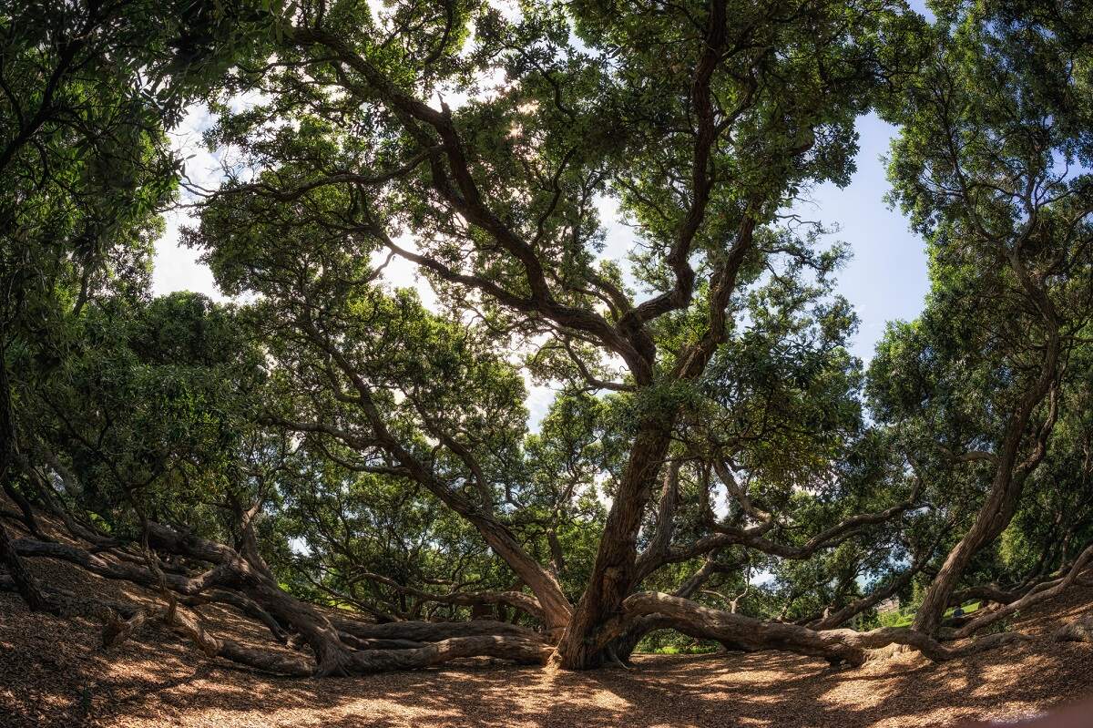 a large tree i Dove Myer Robinson Park