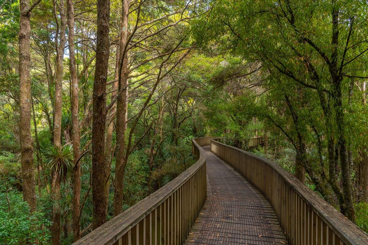 boardwalk in Puketi Kauri Forest Walk