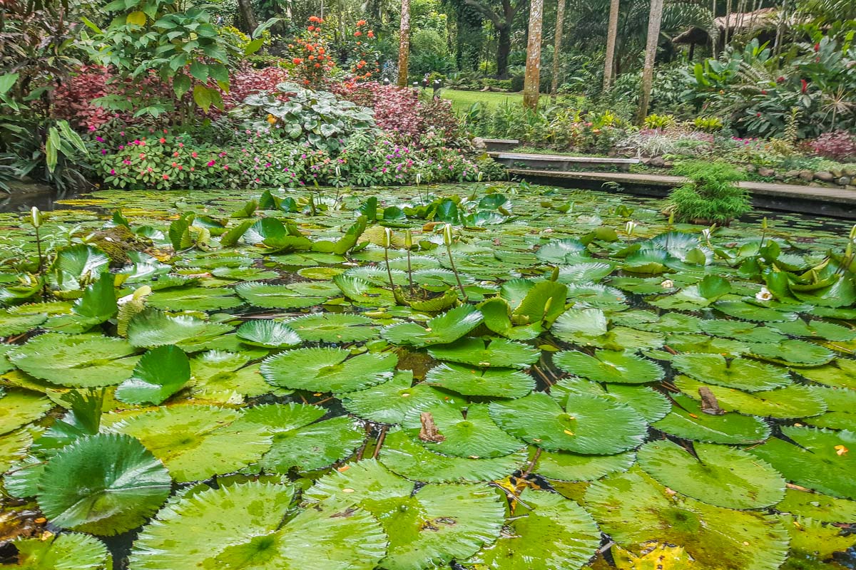 lily pads at the Garden of the Sleeping Giant in Nadi, Fiji