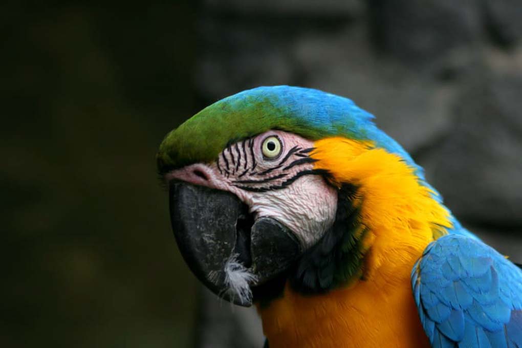 A bird at Zoologico de San Martin 