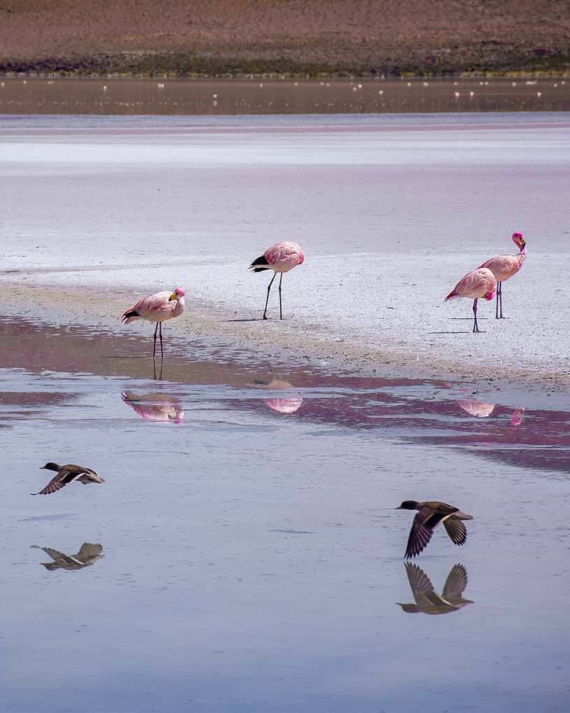 Birds and flamingos on the salt flats of Bolivia