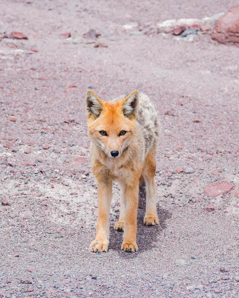 A culpeo or Andean fox on the desert area on a salt flats tour in Bolivia
