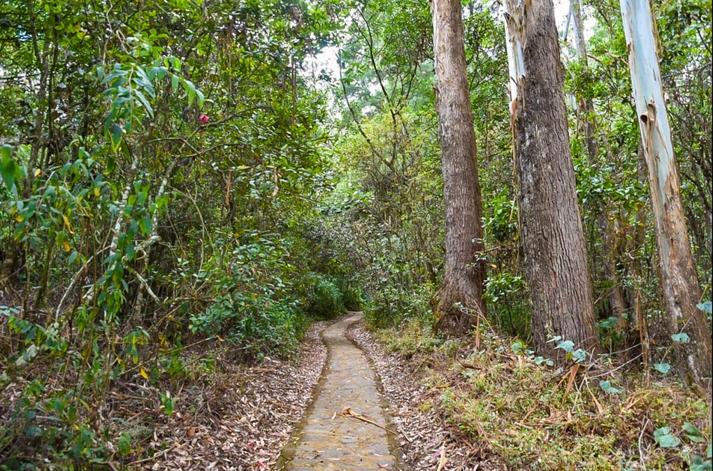 A pathway leads through the forest in Galway’s Land National Park, Sri Lanka