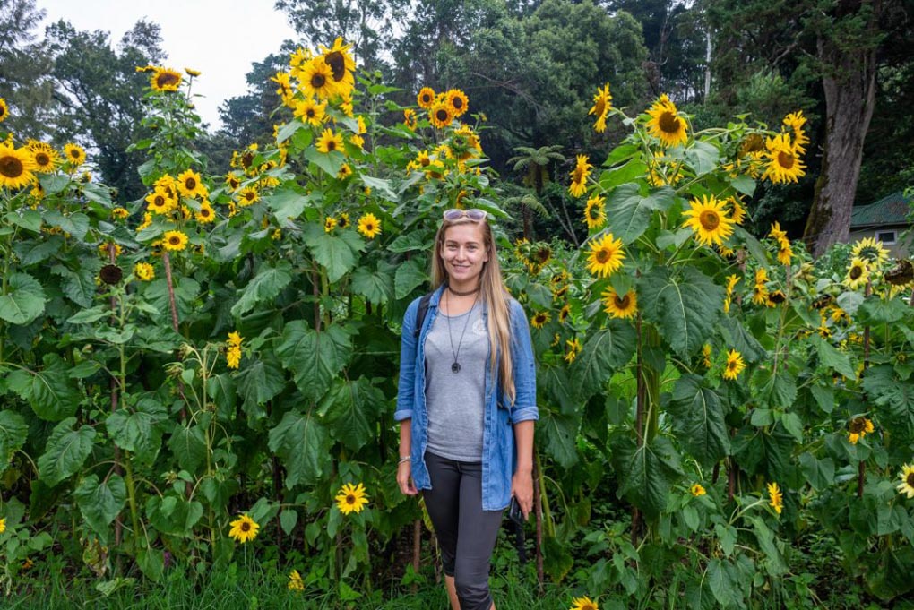 Bailey stands by some sunflowers at Victoria Park in Nuwara Eliya, Sri Lanka