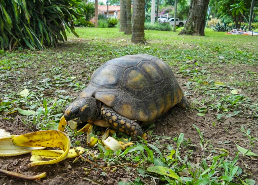 A tortoise eats in the Santa Cruz Botanical Gardens