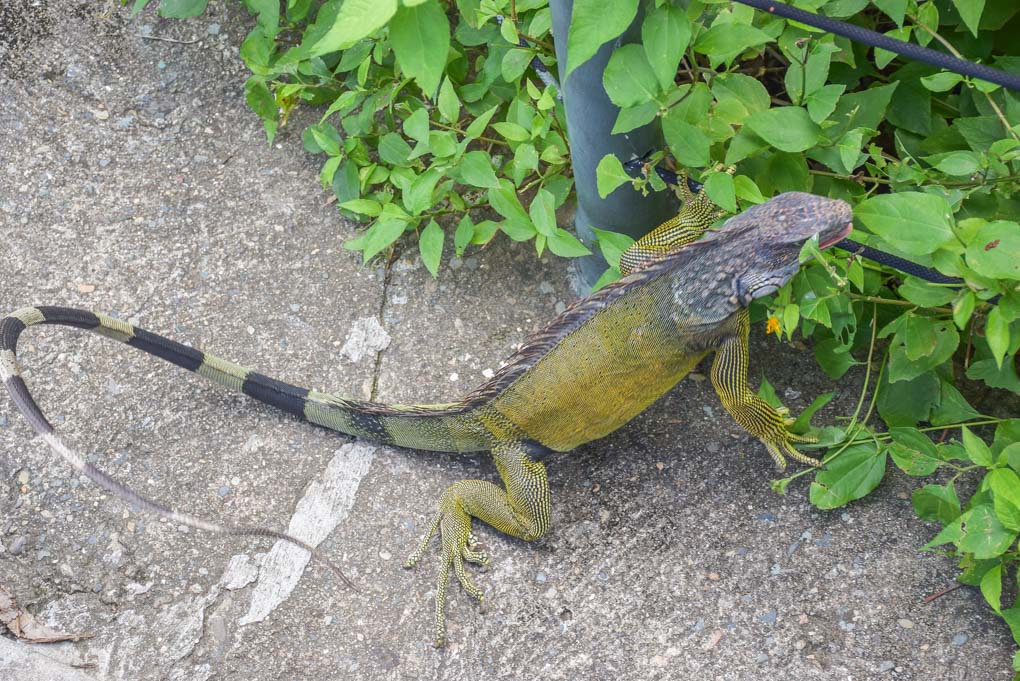 A lizard roams free at Punta Culebra Nature Center in Panama City