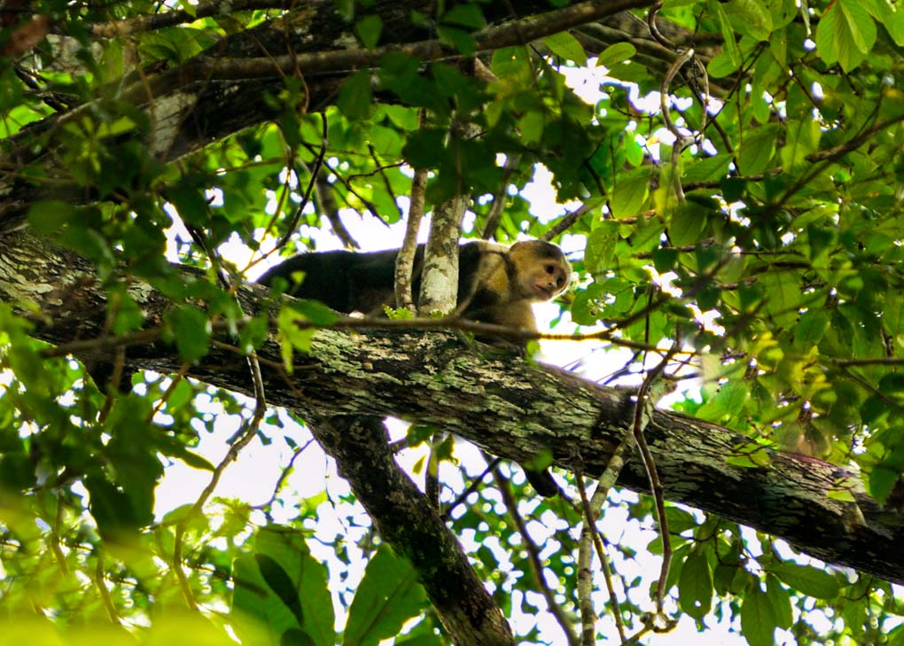 A monkey at Soberania National Park, Panama