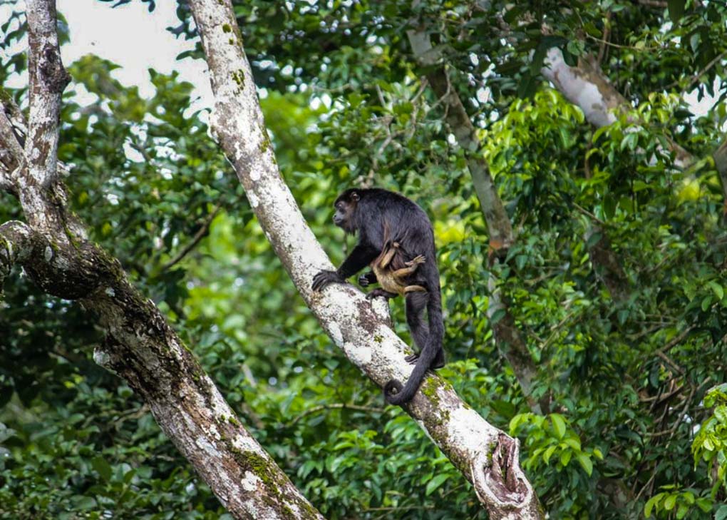 A Howler Monkey on monkey Island on a tour from Panama City, Panama