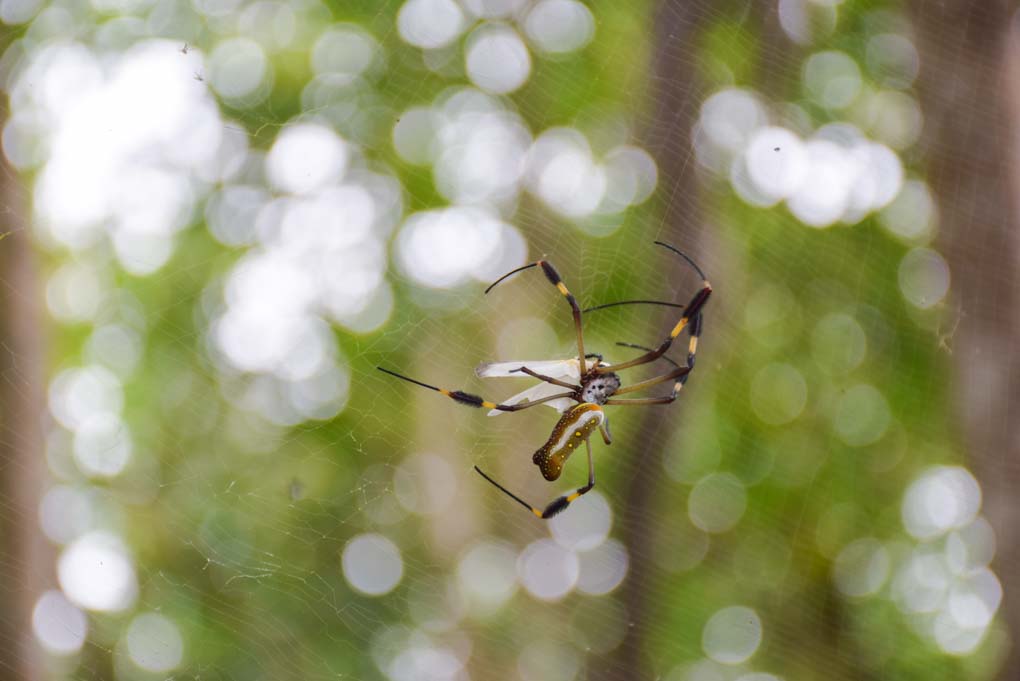 A colorgul spider hangs in a web in Cahuita National Park, Costa Rica