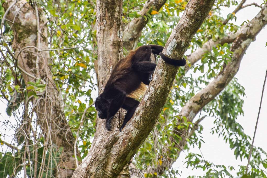 A howler monkey in Cahuita National Park