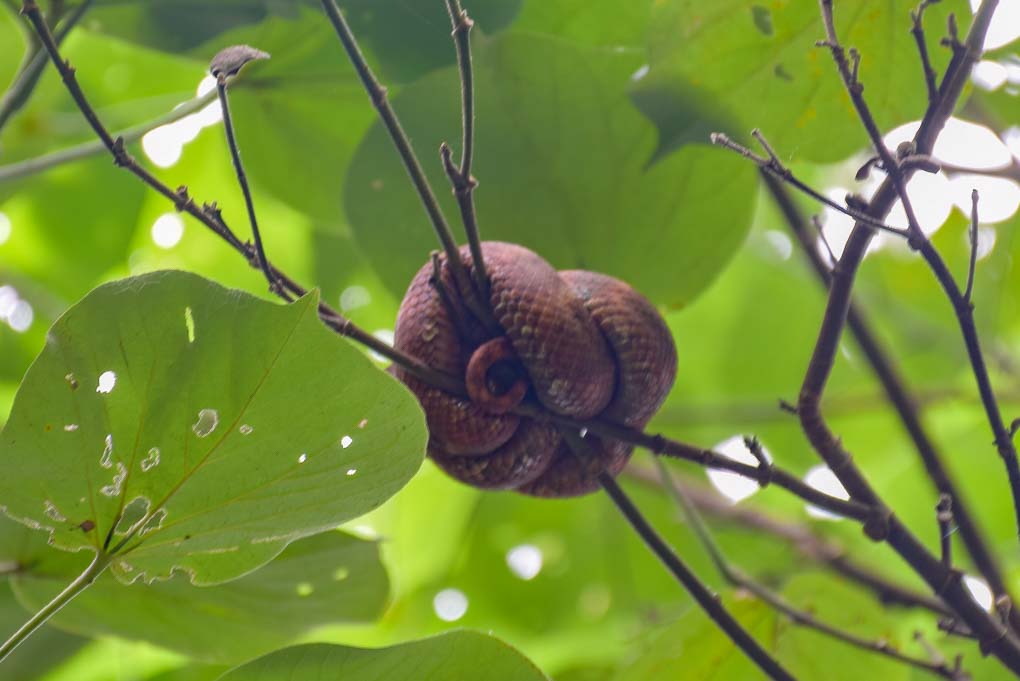 A viper sits in a tree in cahuita National Park