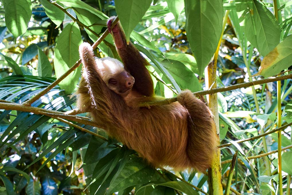 A sloth in Puerto Viejo, Costa Rica