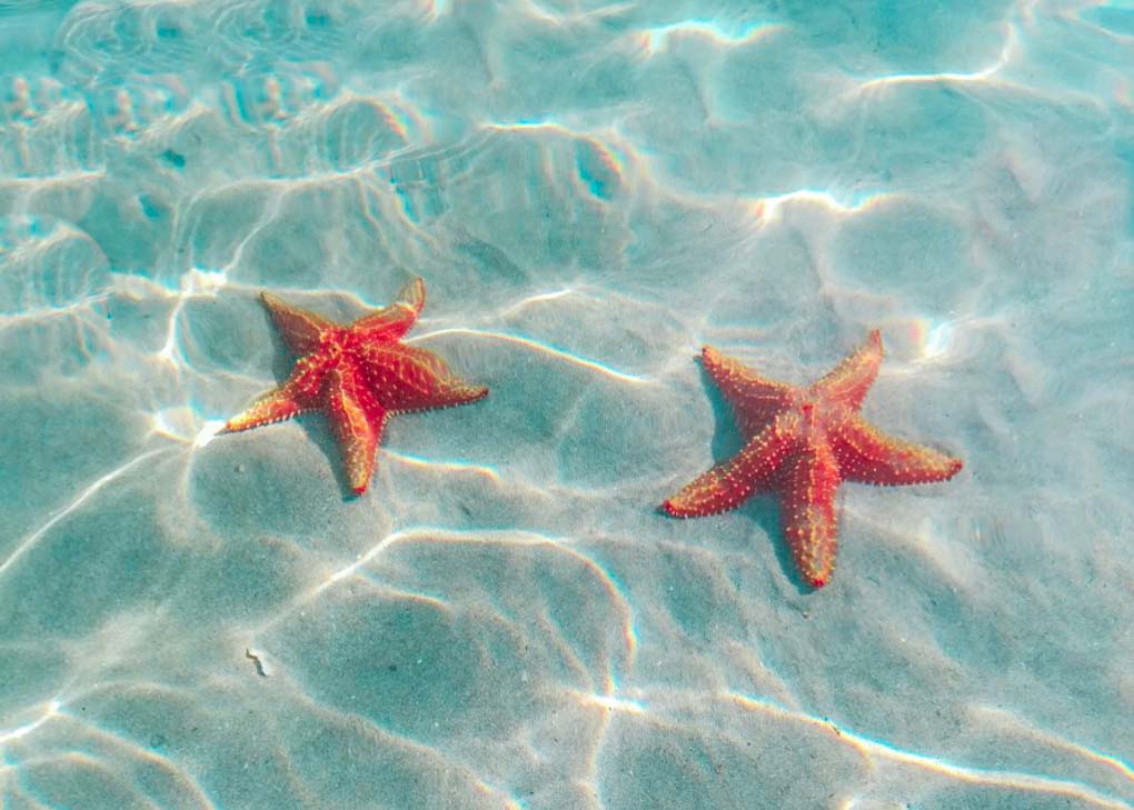 Two starfish on Starfish Beach on Bocas del Toro Isla Colon
