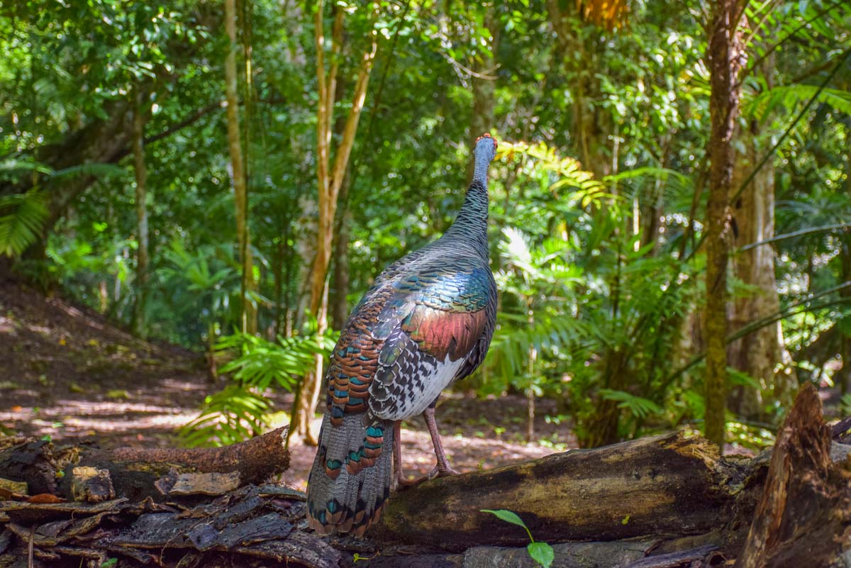 Bird in Tikal, Flores