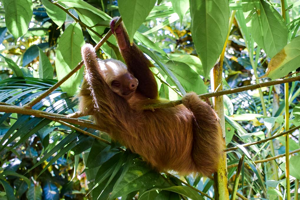 A sloth in Costa Rica