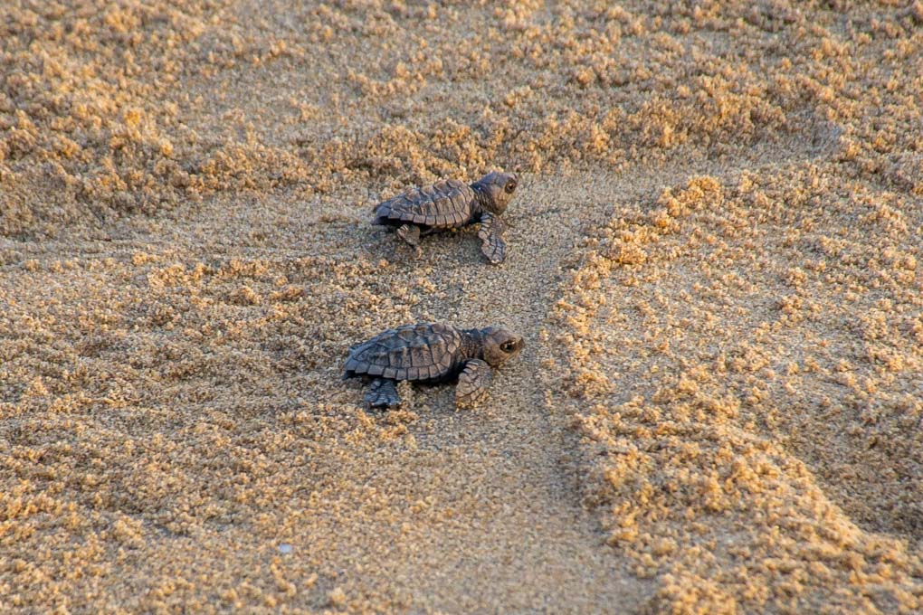 Baby turtles at La Flor Beach Reserve, Nicaragua