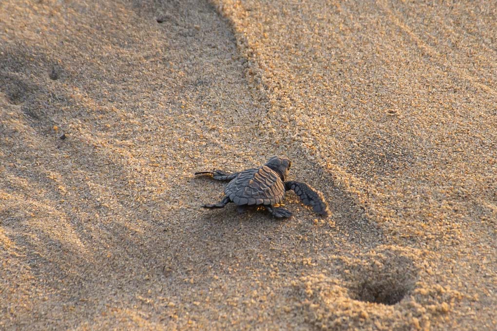 baby turtle in nicaragua