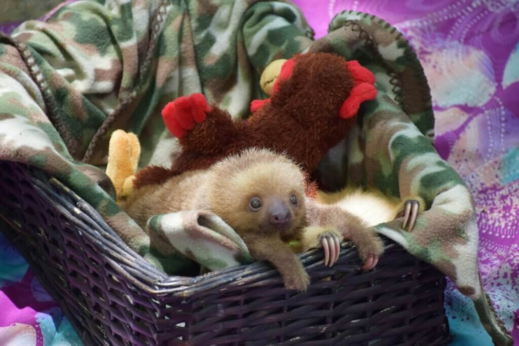 baby sloth at the jaguar resue center in Puerto Viejo, Costa rica