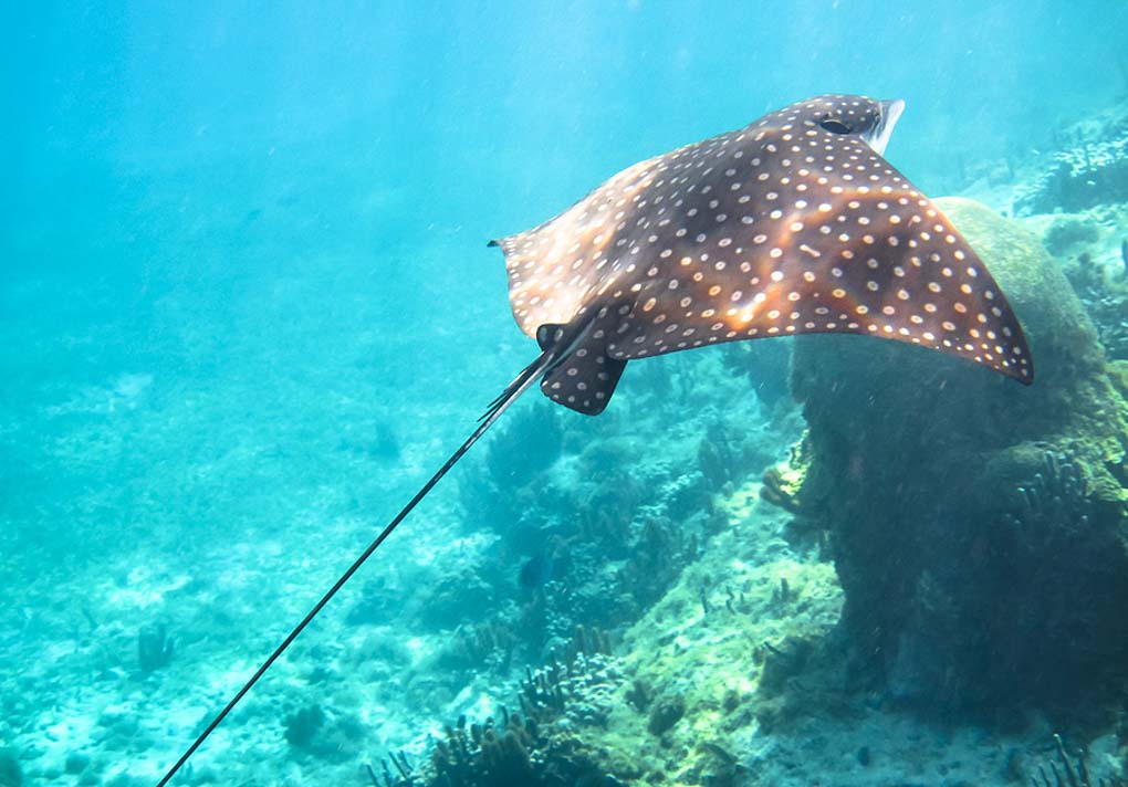A stingray swims through the water on the Corn Islands, Nicaragua during a scuba diving trip