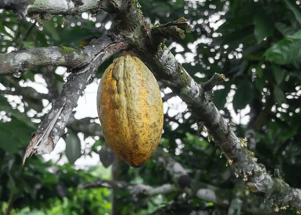 chocolate plant in costa rica