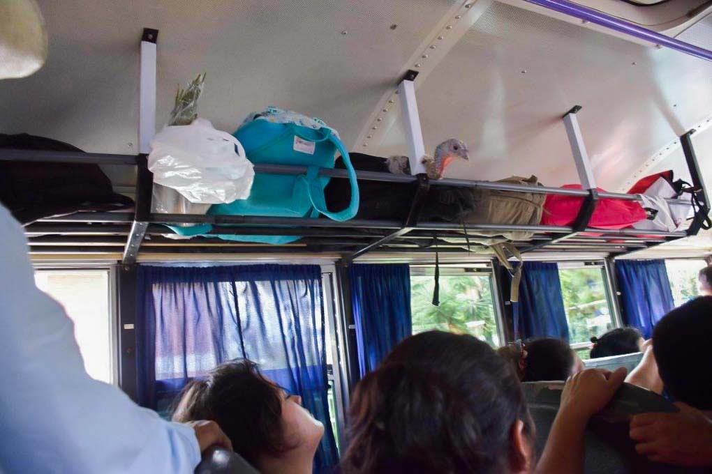A turkey on a chicken bus in El Salvador
