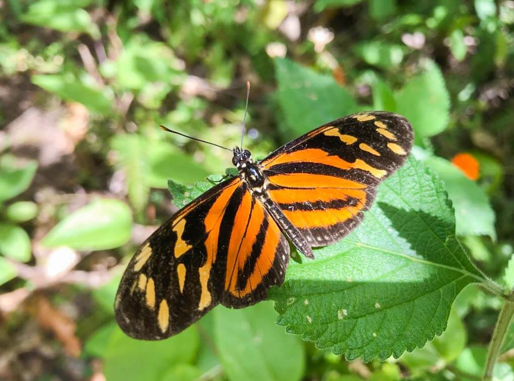 A butterfly sits on a leaf in the Monteverde Butterfly Garden