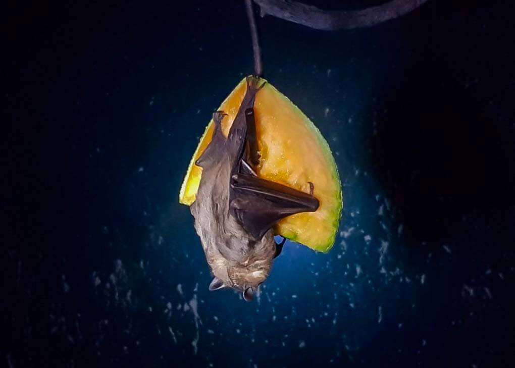 A bat eats fruit in the Bat Jungle in Monteverde, Costa Rica