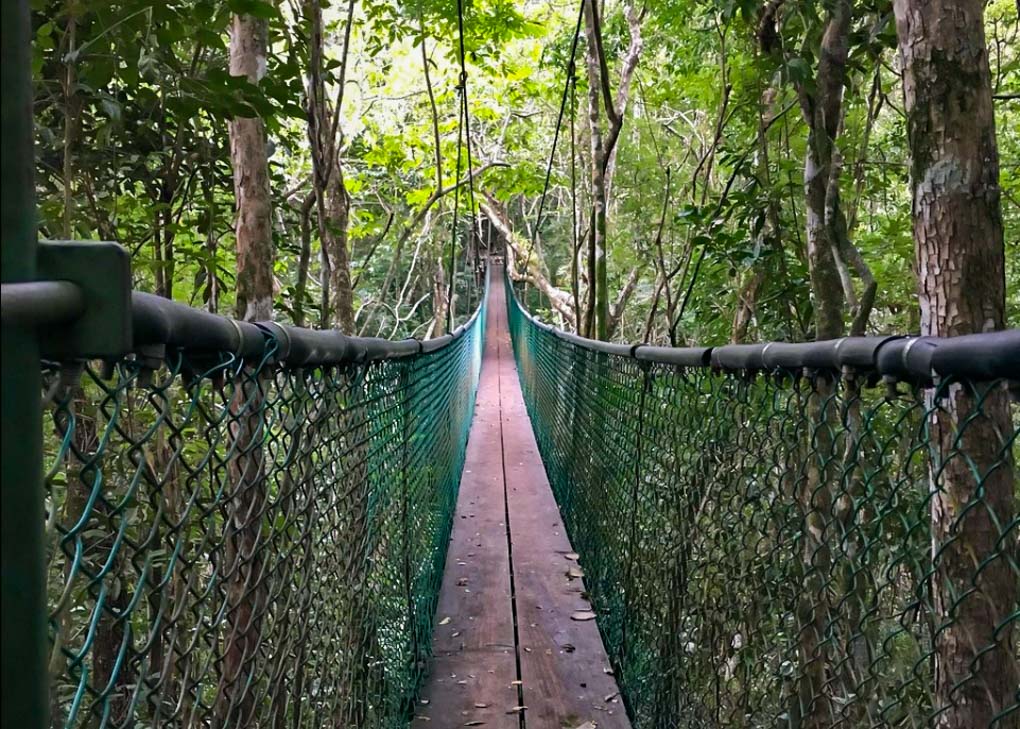 A suspension bridge in Ixpanpajul Nature Park, Flore, Guatemala