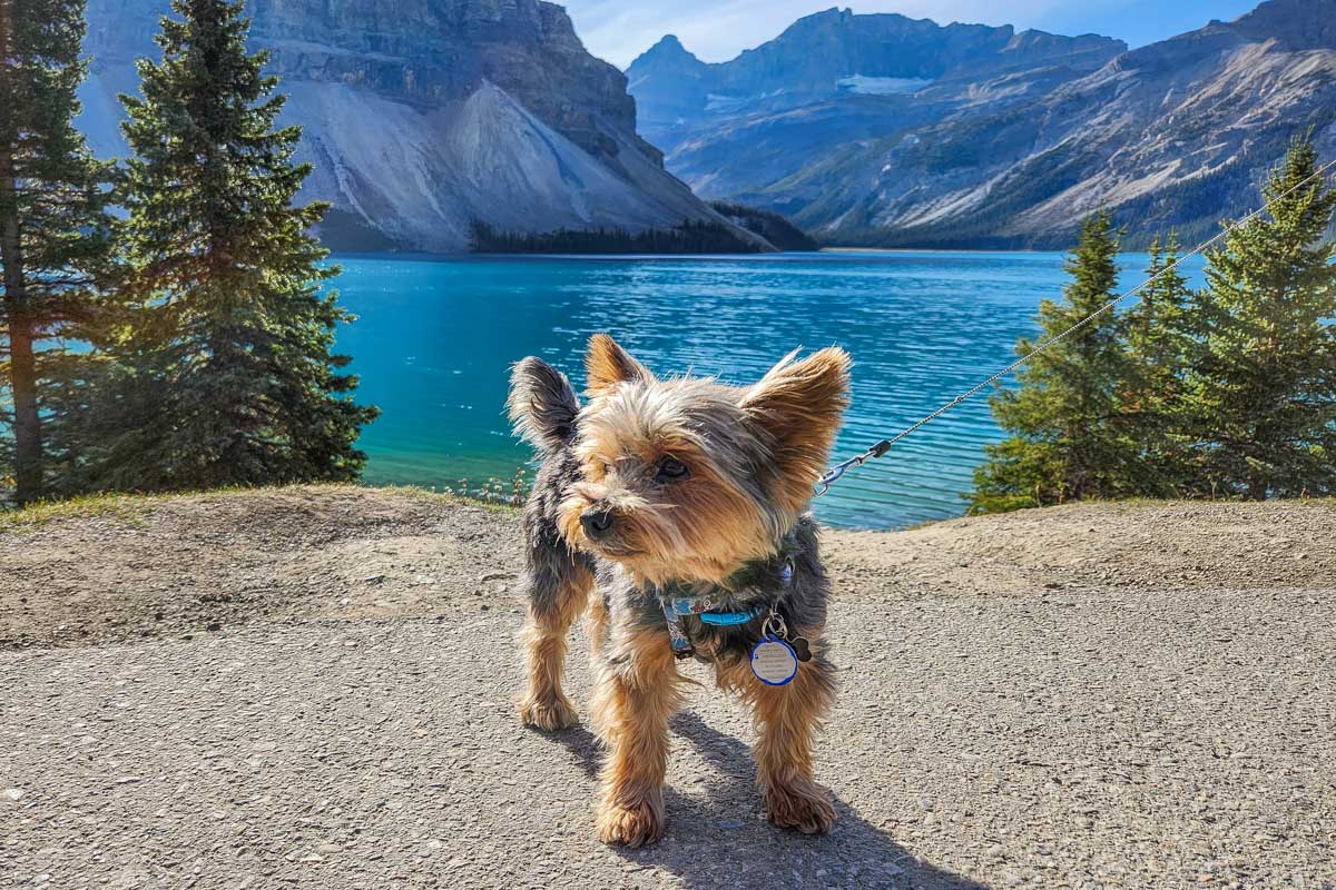 Baileys dog rex at the Bow Lake Lookout on the Icefields Parkway in Canada