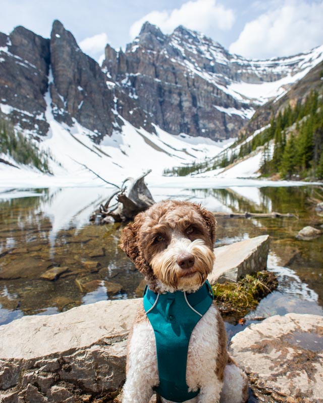 A dog poses for a photo at Lake Agnes on a sunny summers day in Banff National Park