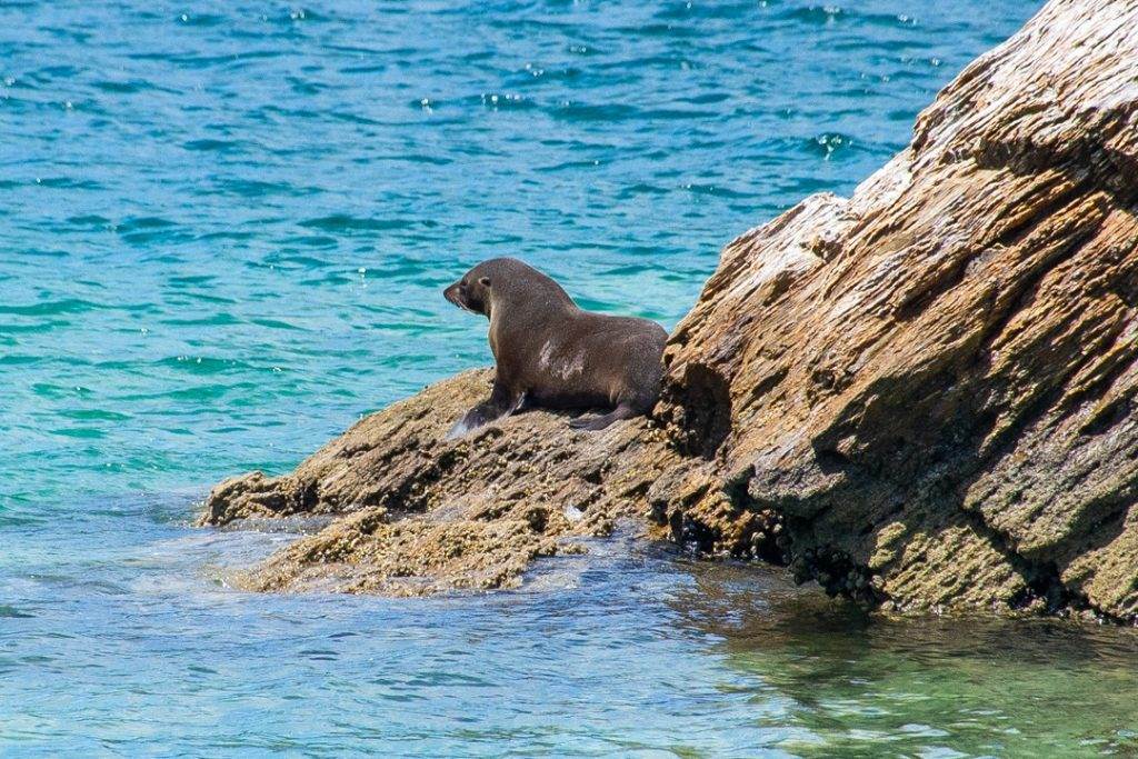 seal on a marlborough sounds nature cruise