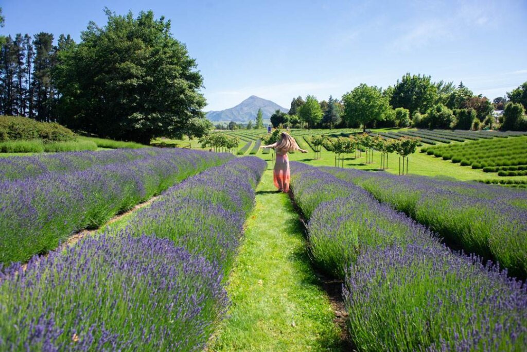 wanaka lavender farm is a romantic holiday destination in New Zealand
