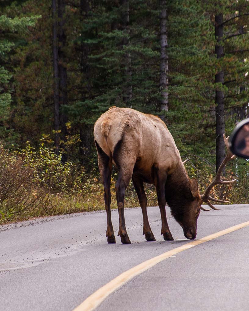 An elk stands on the road in Banff National Park