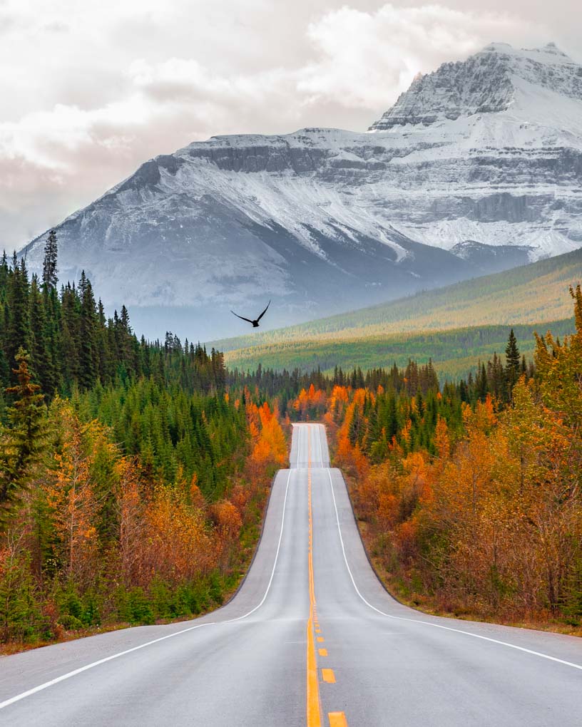 A bird flys over the road on the Icefields Parkway in Banff National Park in fall