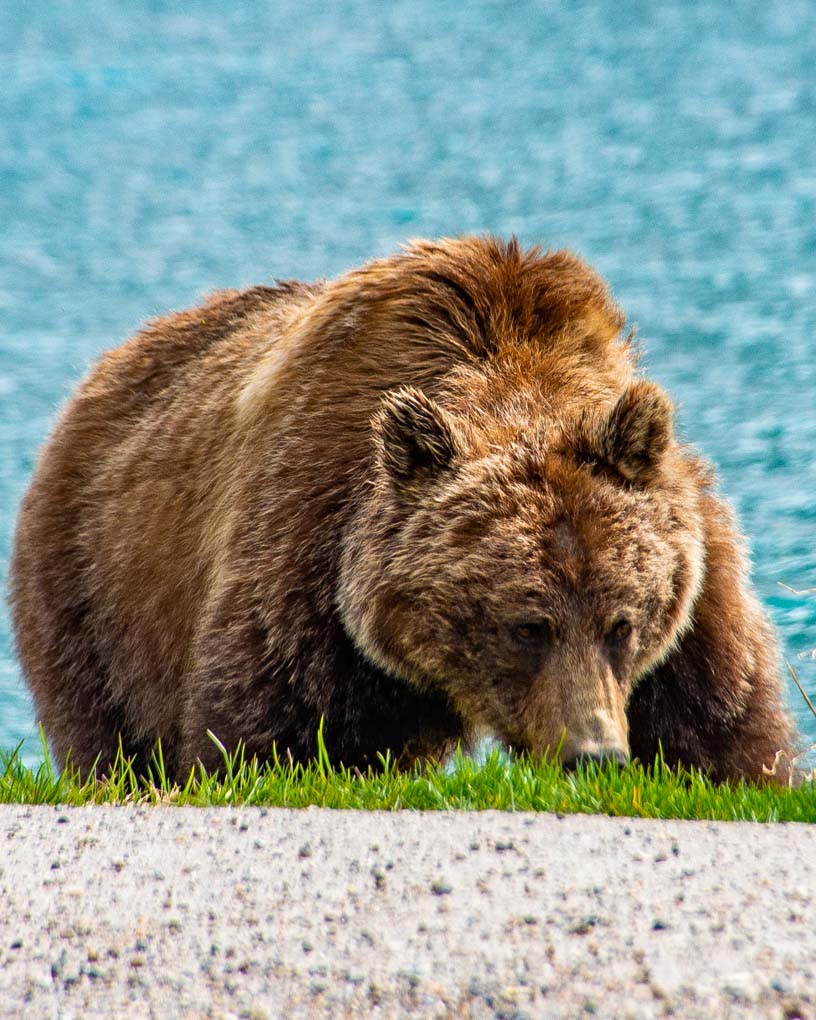 A grizzly Bear on the Icefields Parkway duirng a wildlife tour in Banff