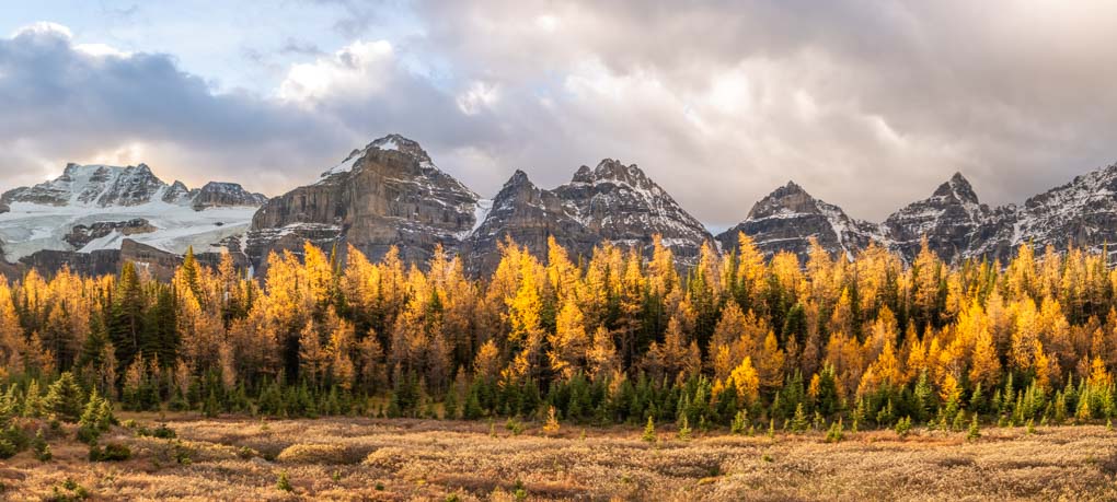 Larch trees on the Larch valley Trail during fall in Banff