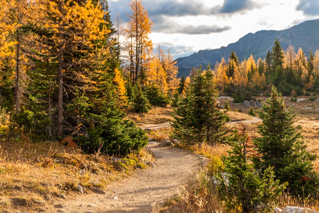 An empty path on the Larch Valley Hike in Banff