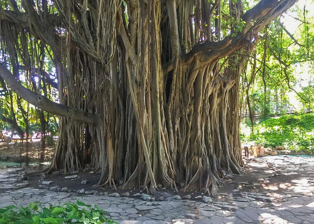 A large tree in Hananas forrest! 