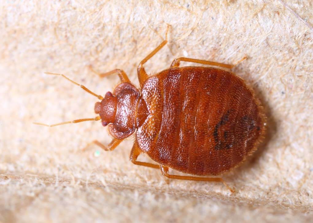 A close up fo a bed bugs