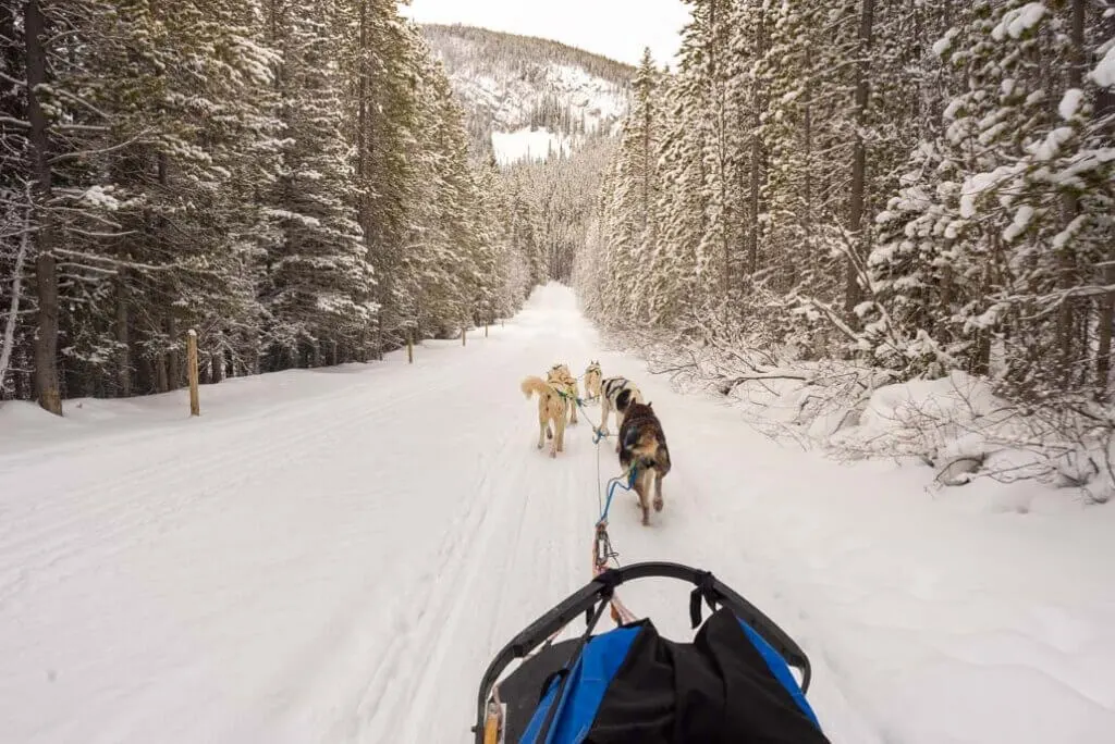 Dog sledding in Canmore, Alberta