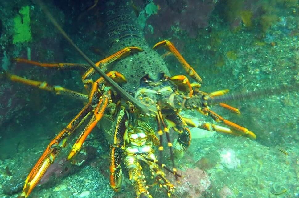 a crayfish found in the water in Milford Sound while scuba diving